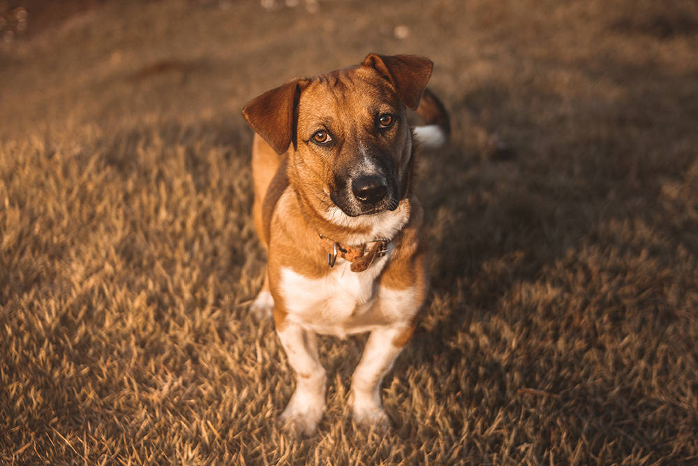 Bewezen: je hond ontwikkelde puppy-ogen om beter met je te kunnen communiceren