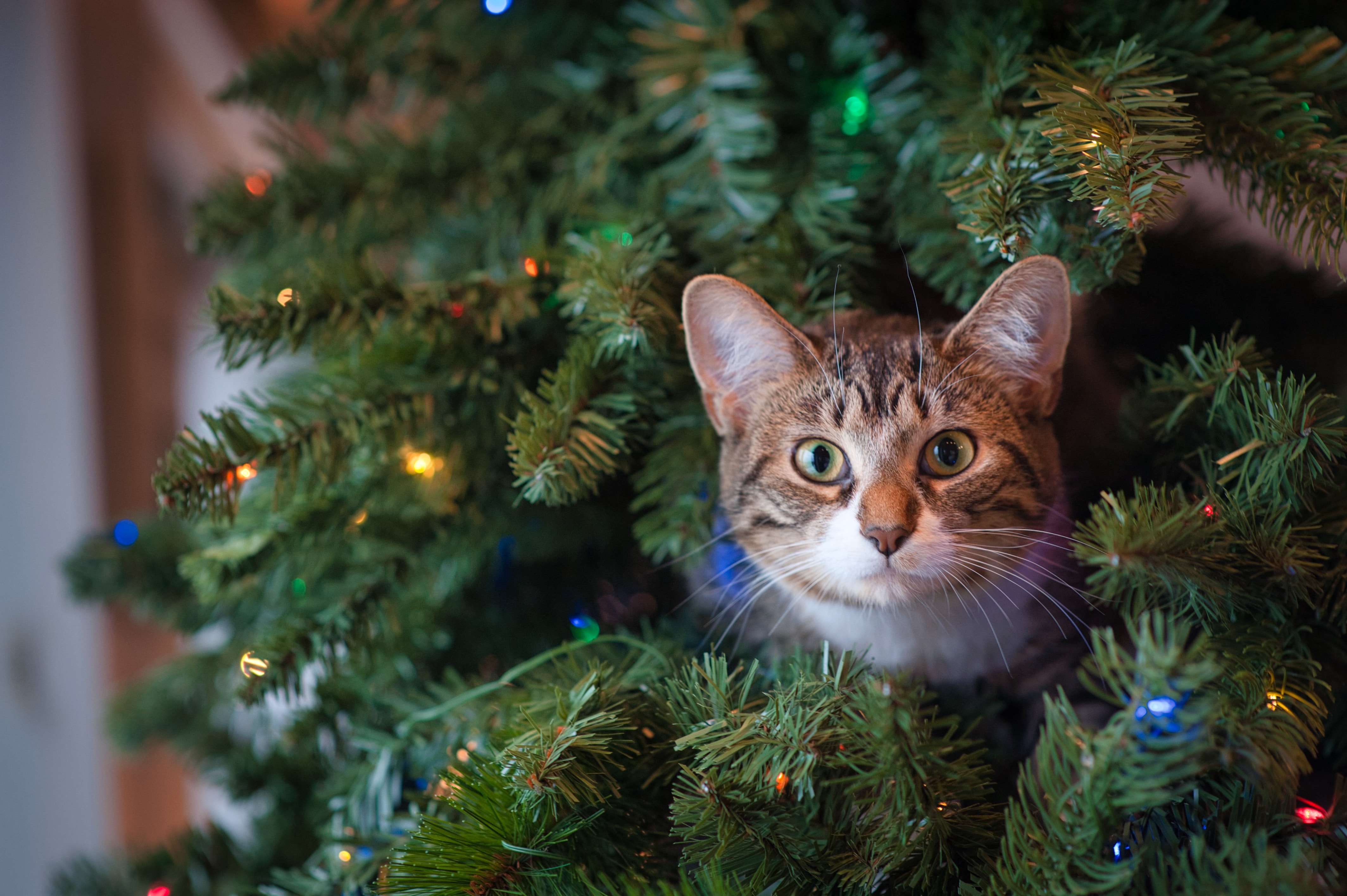 Heb jij al een kerstcadeau voor je huisdier?